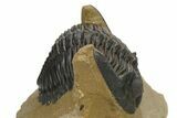 Curled Hollardops Trilobite - Foum Zguid, Morocco #275222-3